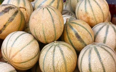 Les melons de Cavaillons et Alexandre Dumas